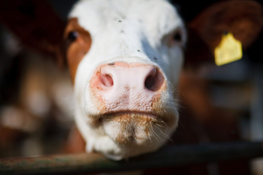 Noise may be generated by several means such as the electric generators, pumps, and/or other machines used on the farm. Noise stress can impact both male and female cows. Photo: Misset