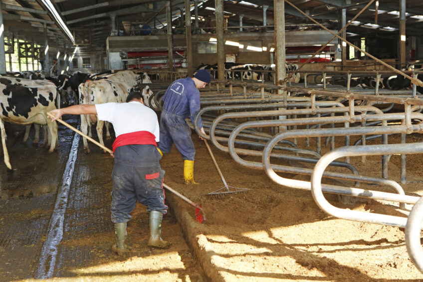 Italian dairy farmers  to focus on growth