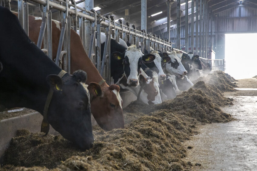Leaky gut is difficult to recognise and much remains unclear. By offering a well-mixed and balanced ration throughout the day, cattle farmers can go a long way to prevent gut problems. Photo: Anne van der Woude