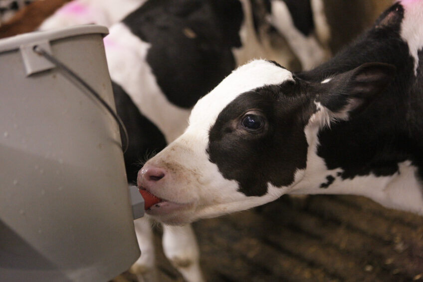 Increased gain in calves provides higher milk yield