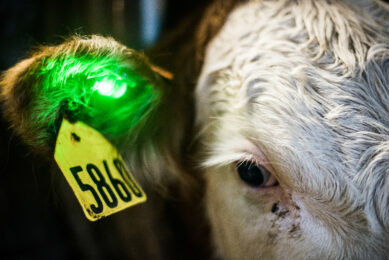 Sick or not? The green light will tell. Photo: Quantified Ag