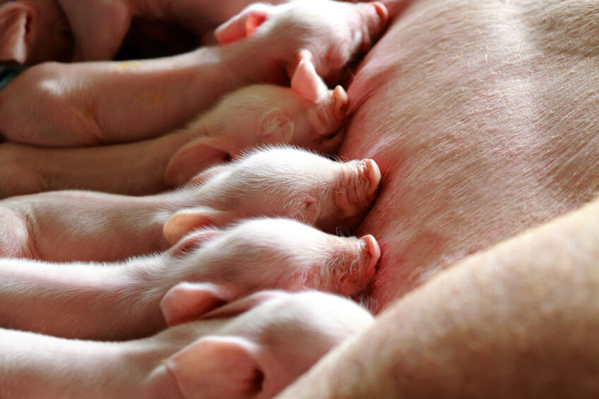 Support sow longevity with probiotics. Photo: Shutterstock
