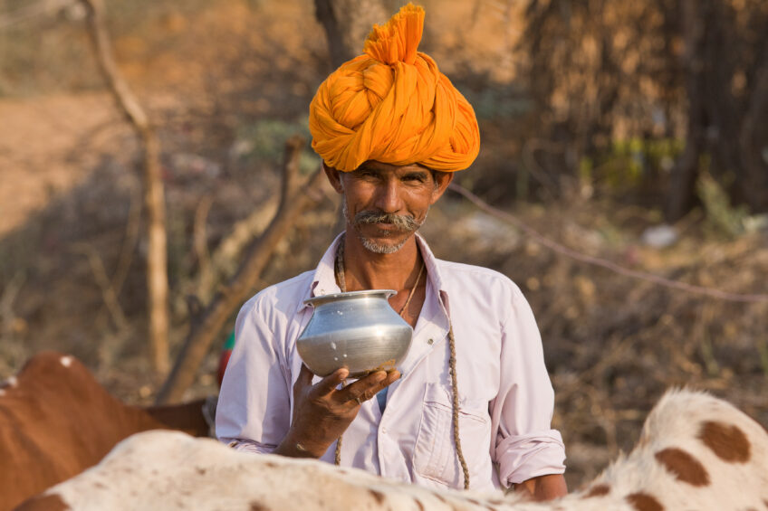 Dairy farms in India become bigger. Photo: Shutterstock