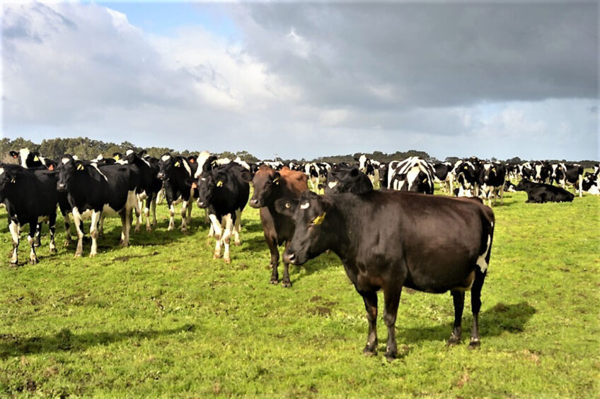 Currently Australia has 490 dairy companies registered for export. Photo: René Groeneveld