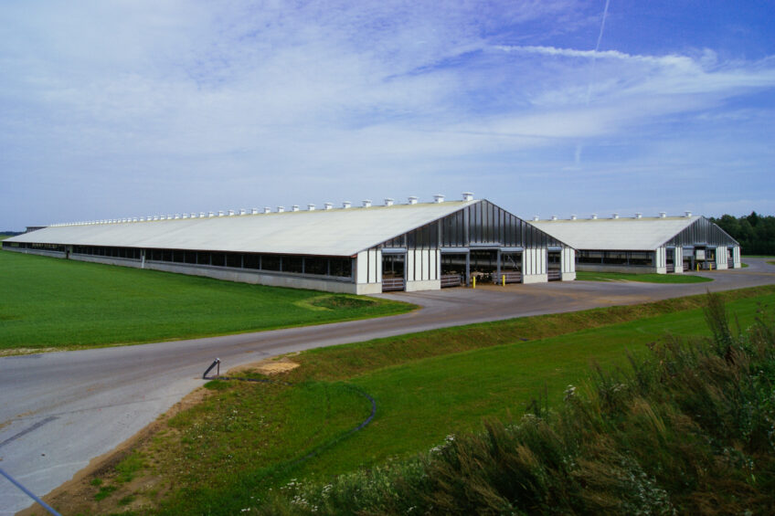 The farm has two buildings, each housing 1,000 cows and stretching 250 metres long. Photo: Emmy Koeleman