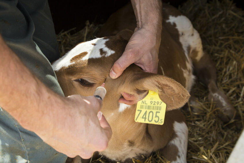 More analgesics with routine calf procedures. Photo: Koos Groenewold