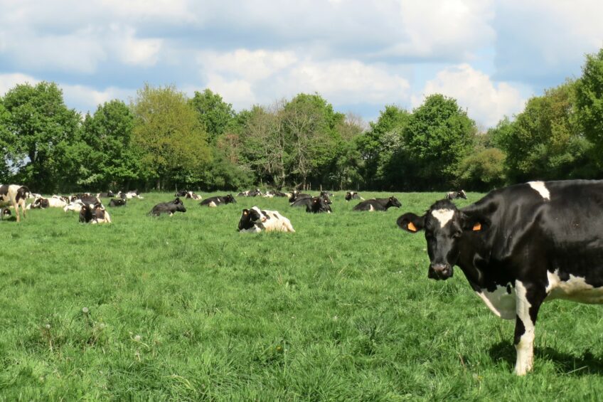 Getting ready to leave the dairy business. Photo: Robert Bodde