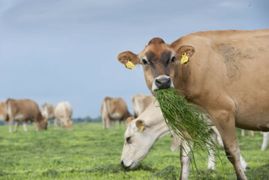 Understanding the role of rumen microbes. Photo: Mark Pasveer