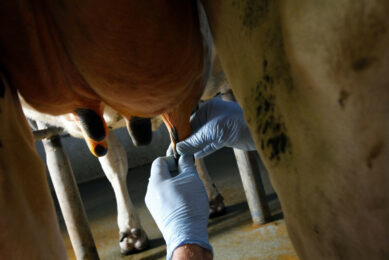 Rapid diagnostic test for mastitis developed. Photo: Ronald Hissink