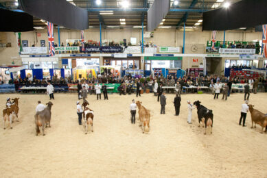 More than 300 cattle entries at UK dairy show 2017. Photo: UK Dairy Show