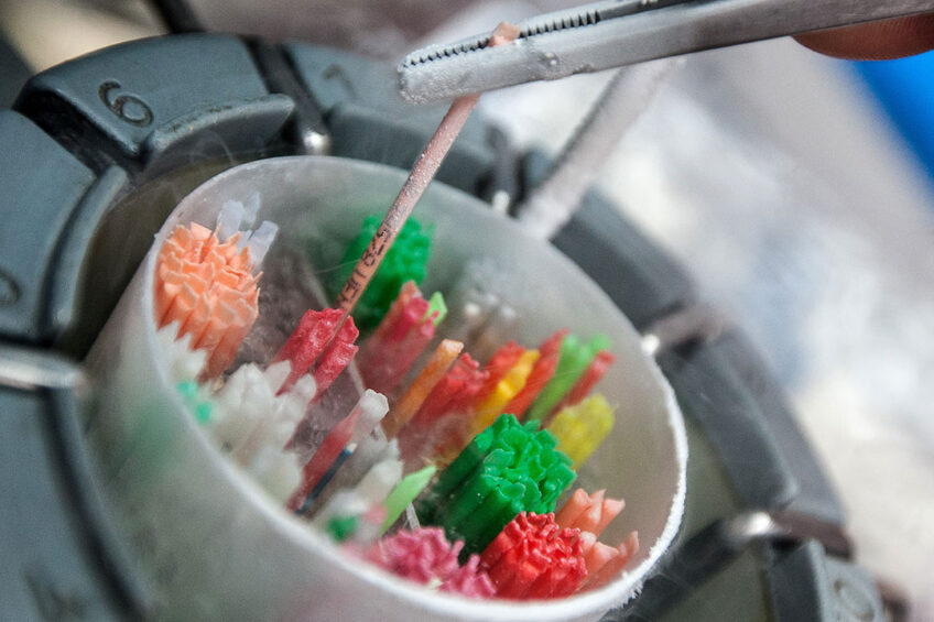 Probiotic yeast for better reproduction. Photo: Ronald Hissink