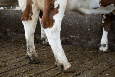 By training individual staff to identify lame cows and give them the responsibility for monitoring the herd, it is possible to cure cattle quickly and reduce the prevalence of the condition in herds. Photo: Wick Natzijkl