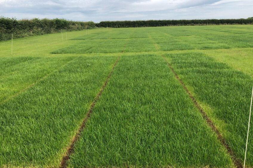 Better grass yields with plasma treated manure. Photo: Chris McCullough