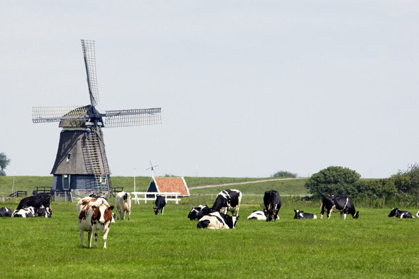 Cows in pasture in the Netherlands. - Photo: Wick Natzijl