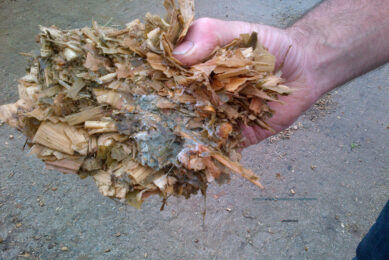 Moulds in silage. Photo: Olmix