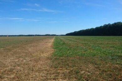 Drought: Better not to mow grass under 20cm. Photo: Barenbrug
