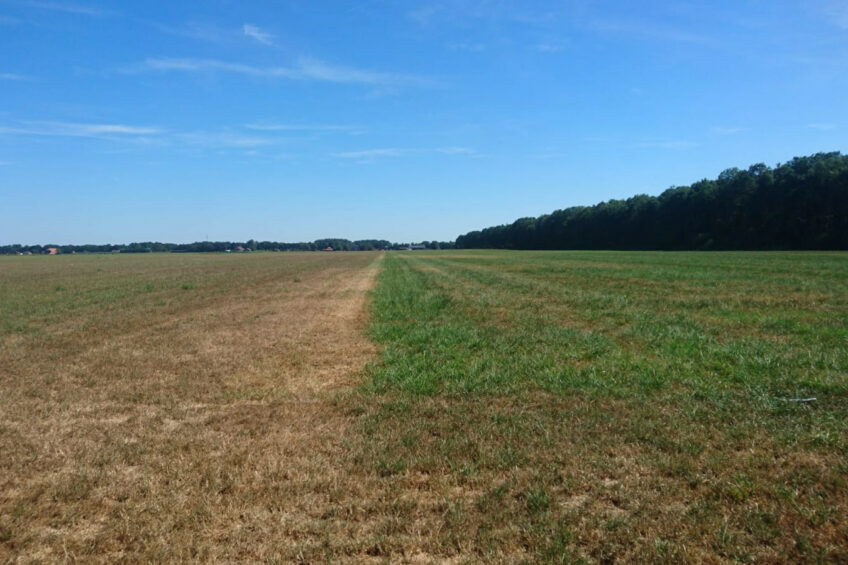 Drought: Better not to mow grass under 20cm. Photo: Barenbrug