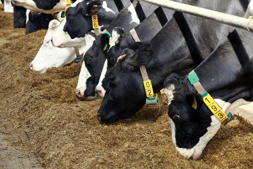 Supplementation with chitosan increases the yields of milk, energy-corrected milk, protein, and lactose. - Photo: Henk Riswick