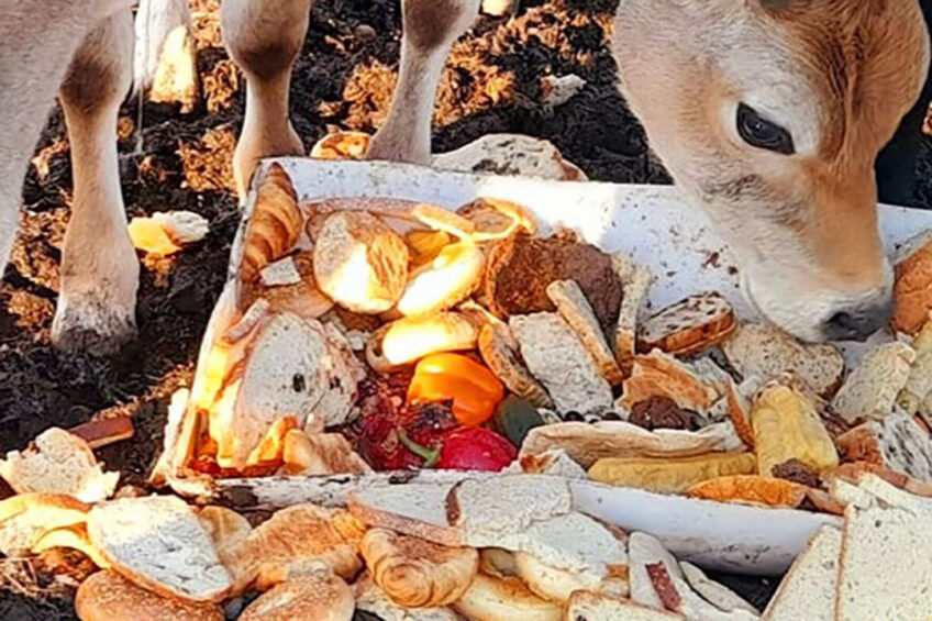 In Canada, a program called Loop that connects livestock farmers with grocery stores to use food waste as feed is getting larger every year. It now includes 207 stores and 1650 farms. Photo: Loop