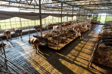 In the barn, built in 2008, the cows at the farm are pampered with good ventilation and natural light. Photos: Ernie Buts