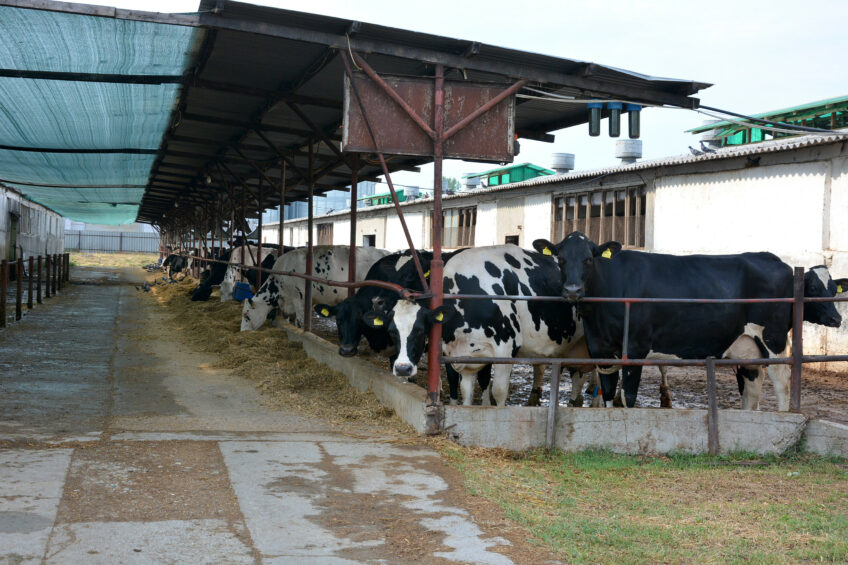 Cows are kept in old style housing dating back to the communist era. Photos: Chris McCullough