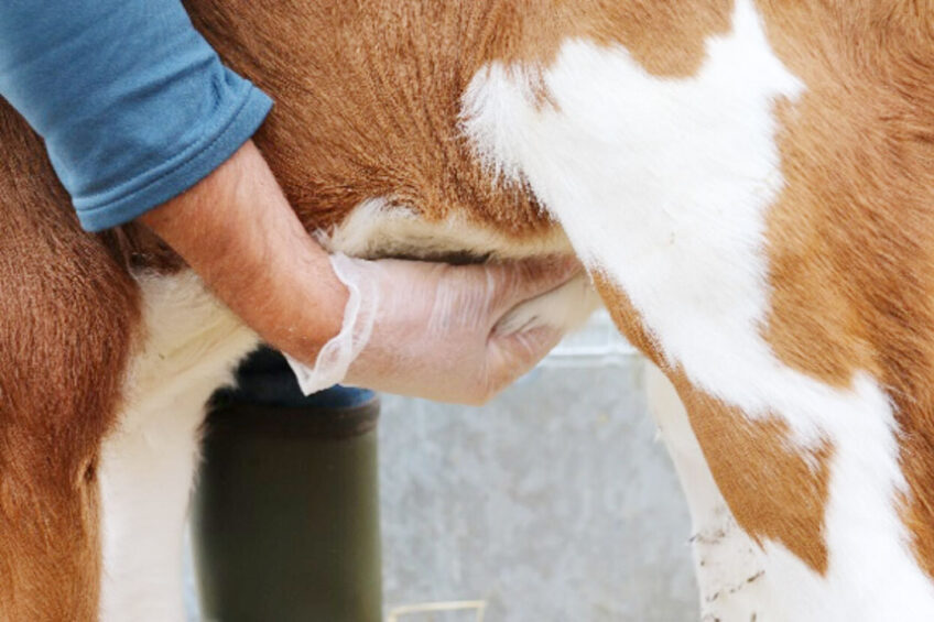 Application of skin protection spray. Photo: Synthèse Elevage