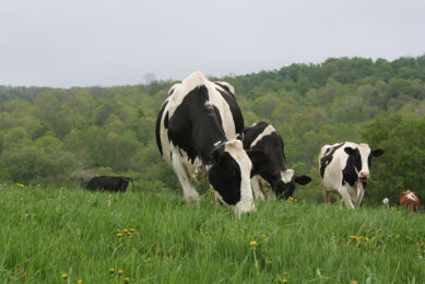 Photo: Dr Kathy Soder, US Department of Agriculture-Agricultural Research Service.