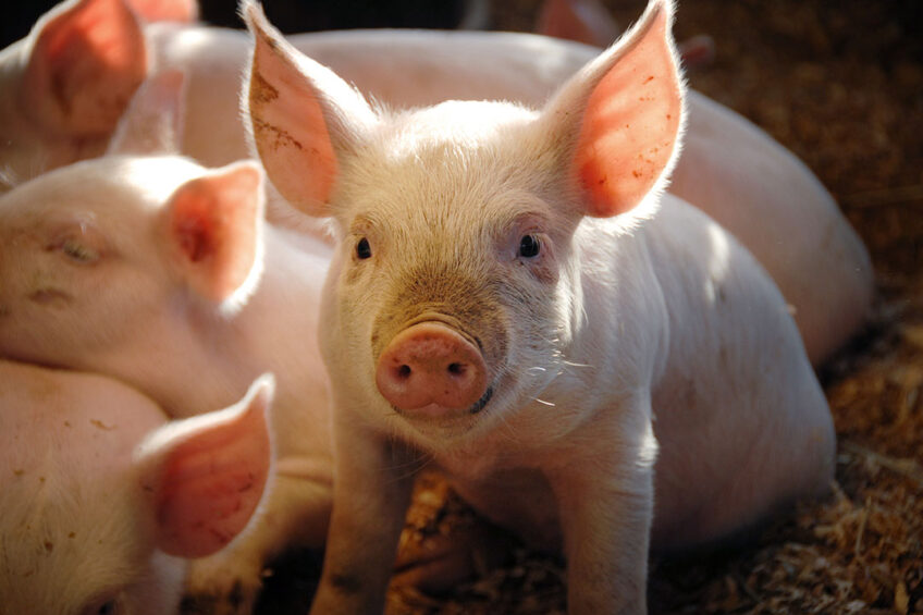 Exploring the digestive tract of weaned piglets Dairy Global