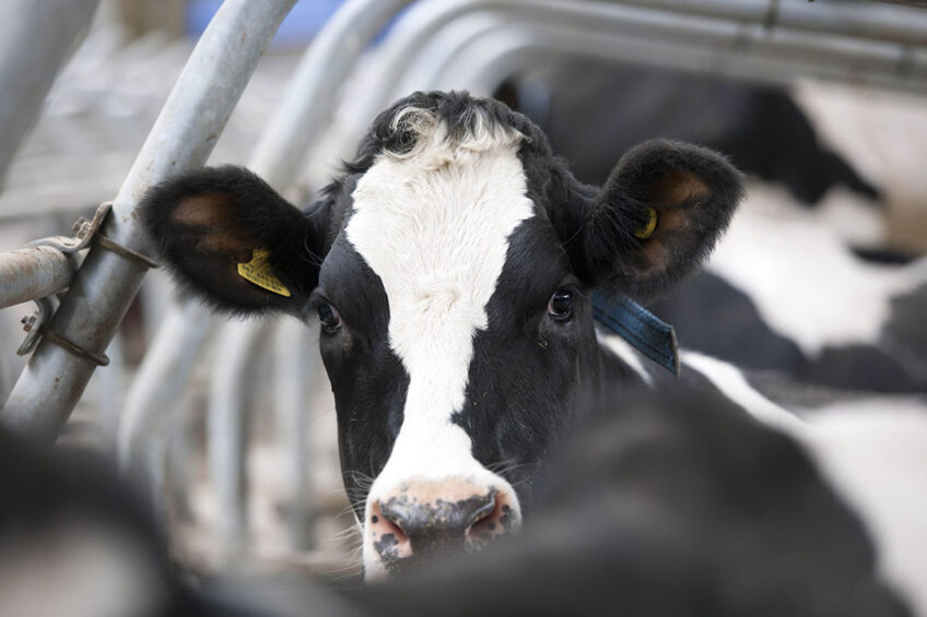 Ketosis is a common metabolic disorder in dairy cows that can lead to enormous economic losses. Photo: Mark Pasveer