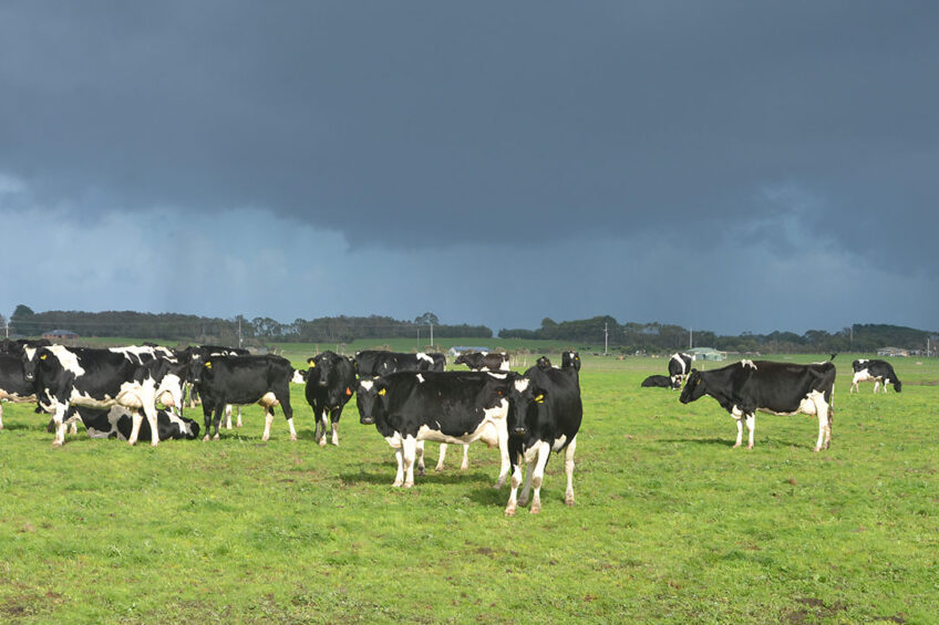 Near-record milk prices, affordable purchased feed prices and supportive seasonal conditions have set many Australian farmers up for positive trading conditions ahead. Photo: Rene Groeneveld