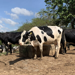 Dairy cattle in Minas Gerias, Brazil. Photo: Daniel Azevedo