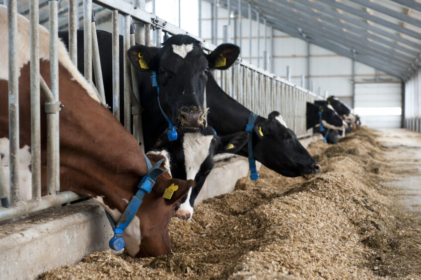 Candidates wanted for Dairy Career Development Program