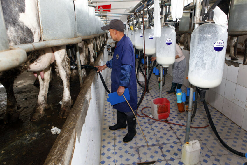 Most farms still do not receive sufficient milk quality feedback from the milk processors, and issues of milk quality are still hidden. Photo: Henk Riswick