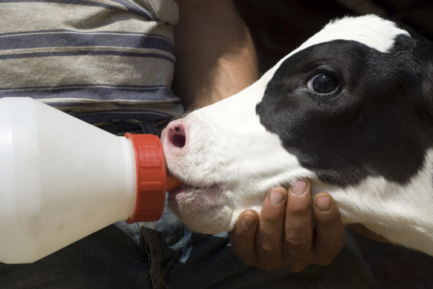 Colostrum intake right after birth is essential for a calves future development