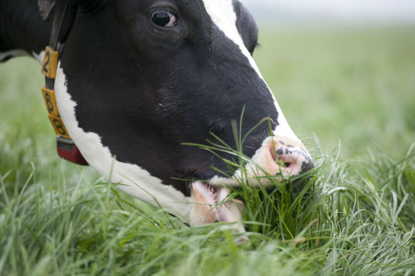 Rumen efficiency: 9 animal indicators