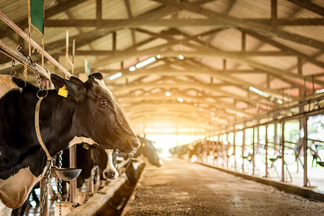Feeding the future: A sustainable approach to dairy farming - Dairy Global