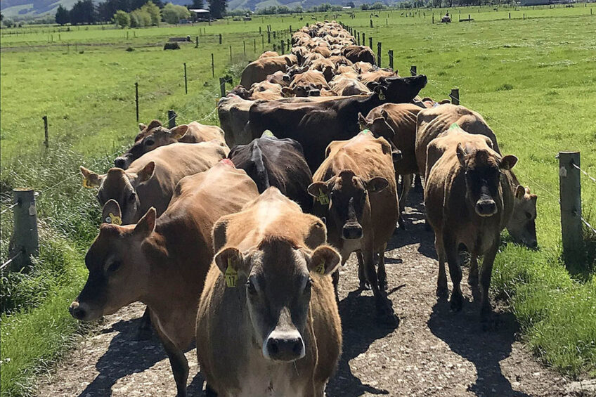 The Ramsays are milking 140 Jersey cows in New Zealand. Photo: Chris McCullough