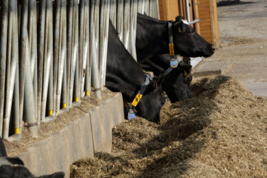 Avoiding milk fat drop during heat stress Photo: Henk Riswick