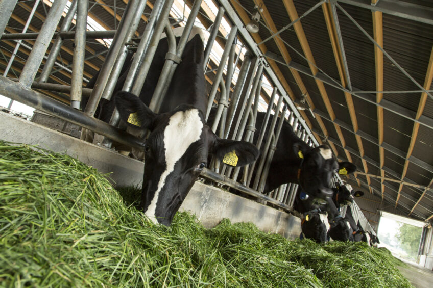 Taking cow feeding to the next level. Photo: Wick Natzijl