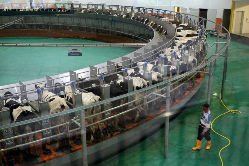 Baladna Farm to meet total dairy demand Qatar. Photo: Reuters/Naseem Zeitoon