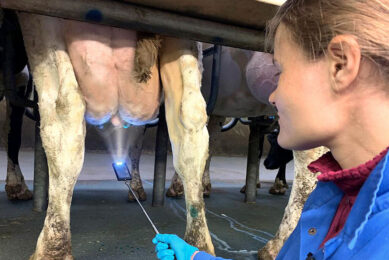 In the milking parlour during milking, a mirror glued on a spatula and a head light was used to carry out examinations. Photo: Intracare