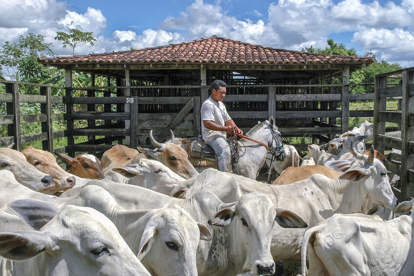 Brazilian dairy: On the road to recovery.  Photo: Dreamstime