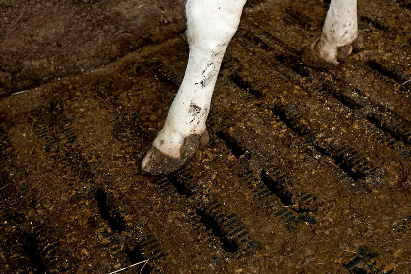 Despite the implications for dairy cow welfare and productivity and the significant economic implications for dairy farmers, many dairy farmers fail to see lameness as a serious threat to their business. Photo: Ronald Hissink