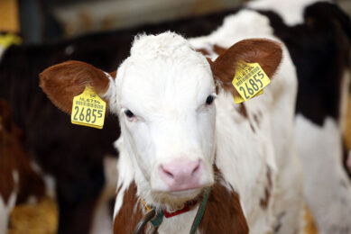 Calf rearing is a labour-intensive task that doesn t always go as planned and sometimes ends in mortality and morbidity. Photo: Henk Riswick