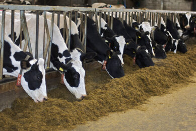 Many farms have adequate levels of silage filling clamps this winter, but the opportunity to maximise milk from forage, to increase margin per litre, relies heavily on good ration formulation. Photo: KW Alternative Feeds