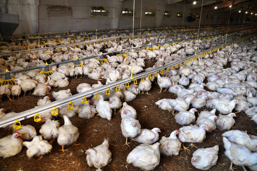 Importance of gut health in poultry. Photo: Impextraco