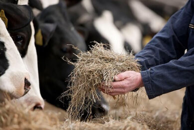 The rumen microbiome is the cornerstone of nutrition and current science has only scratched the surface of the complexity.  Photo: Mark Pasveer