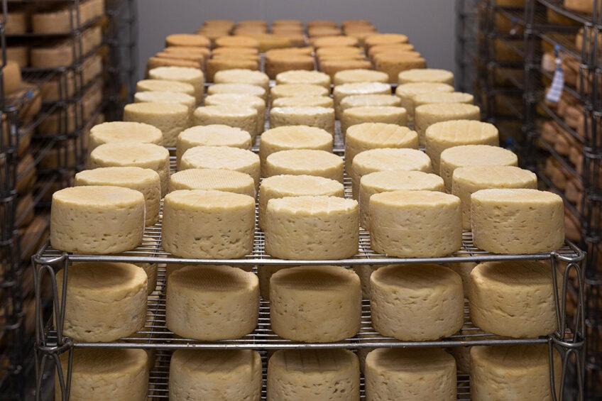 The project is expected to make Moscow Oblast the Russian biggest cheese producer. Photo: Anthony Arnaud, Pixabay