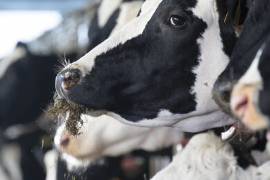 A well-rounded diet is by far the most effective way to support the health of your herd. Photo: Mark Pasveer