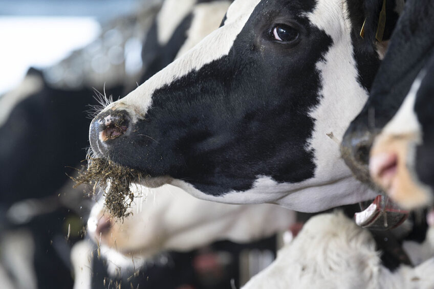 A well-rounded diet is by far the most effective way to support the health of your herd. Photo: Mark Pasveer